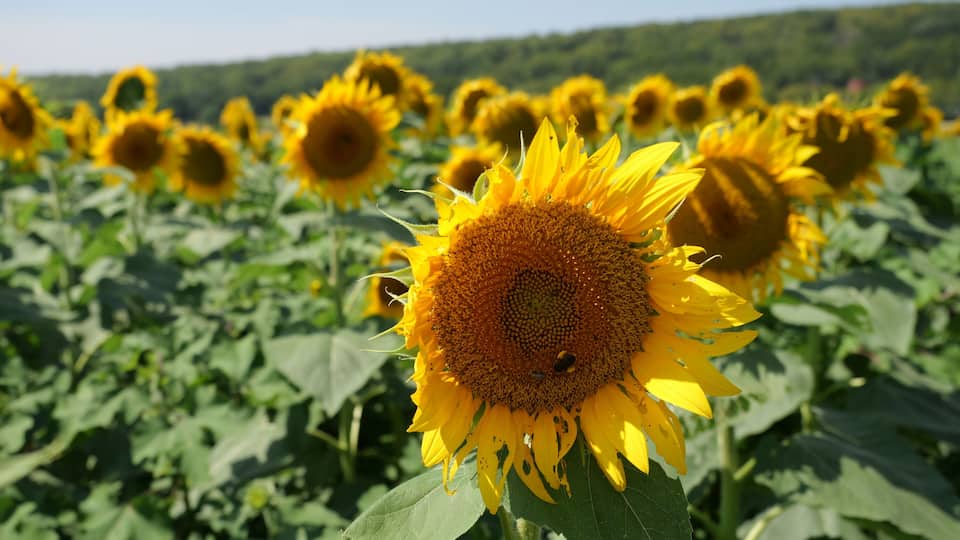 A field of sunflowers with a bee on one of the flowers.