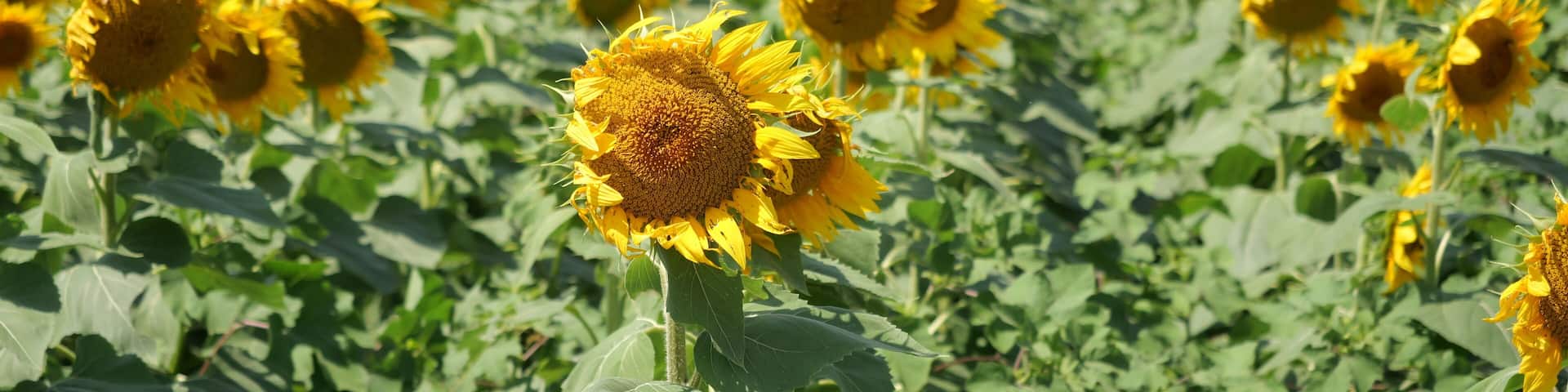Beautiful Kansas Sunflowers on the Roadside