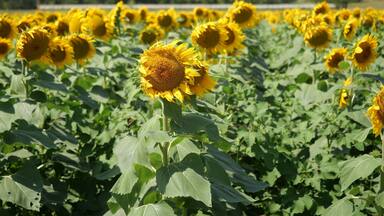 Beautiful Kansas Sunflowers on the Roadside