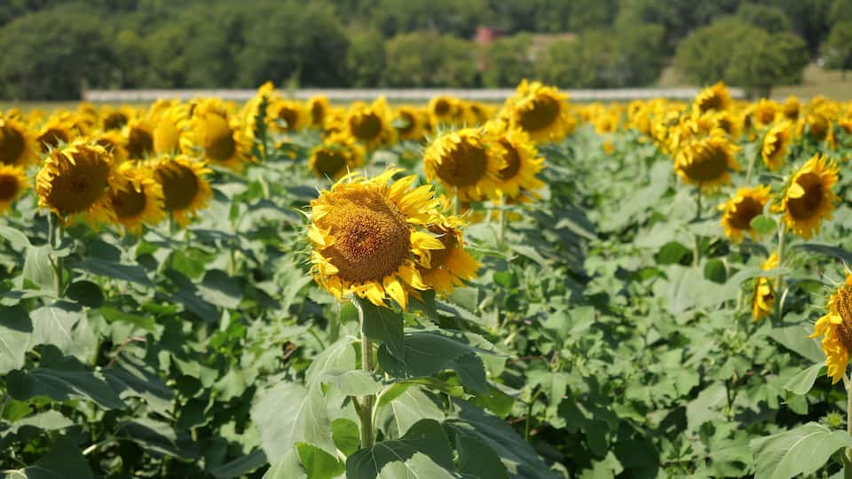 A sunflower field with a forest in the background.