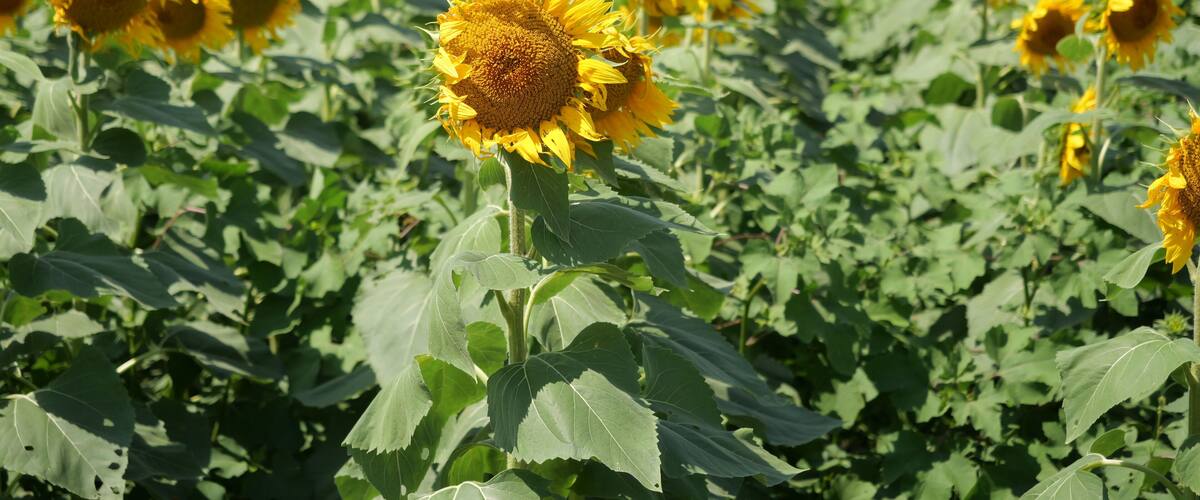 A sunflower field with a forest in the background.