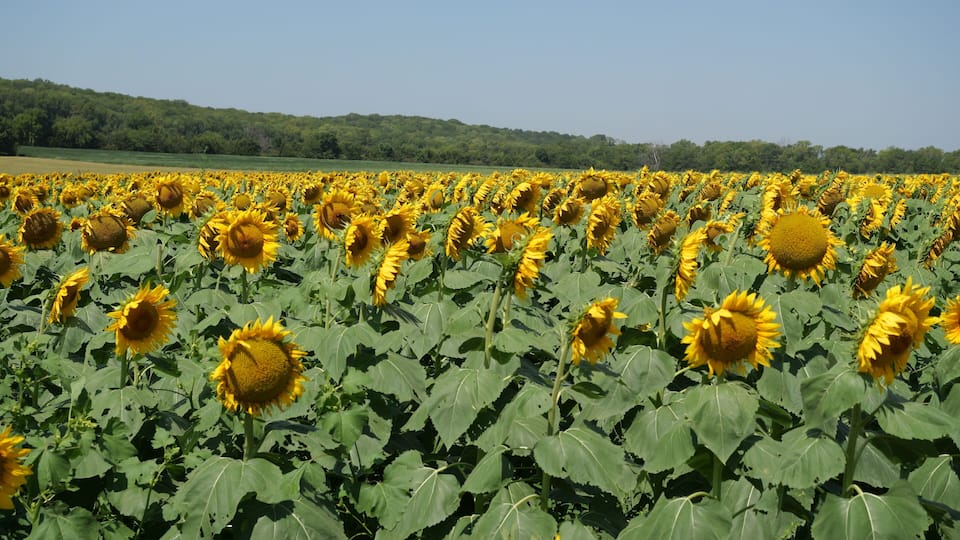A sunflower field with a clear sky.