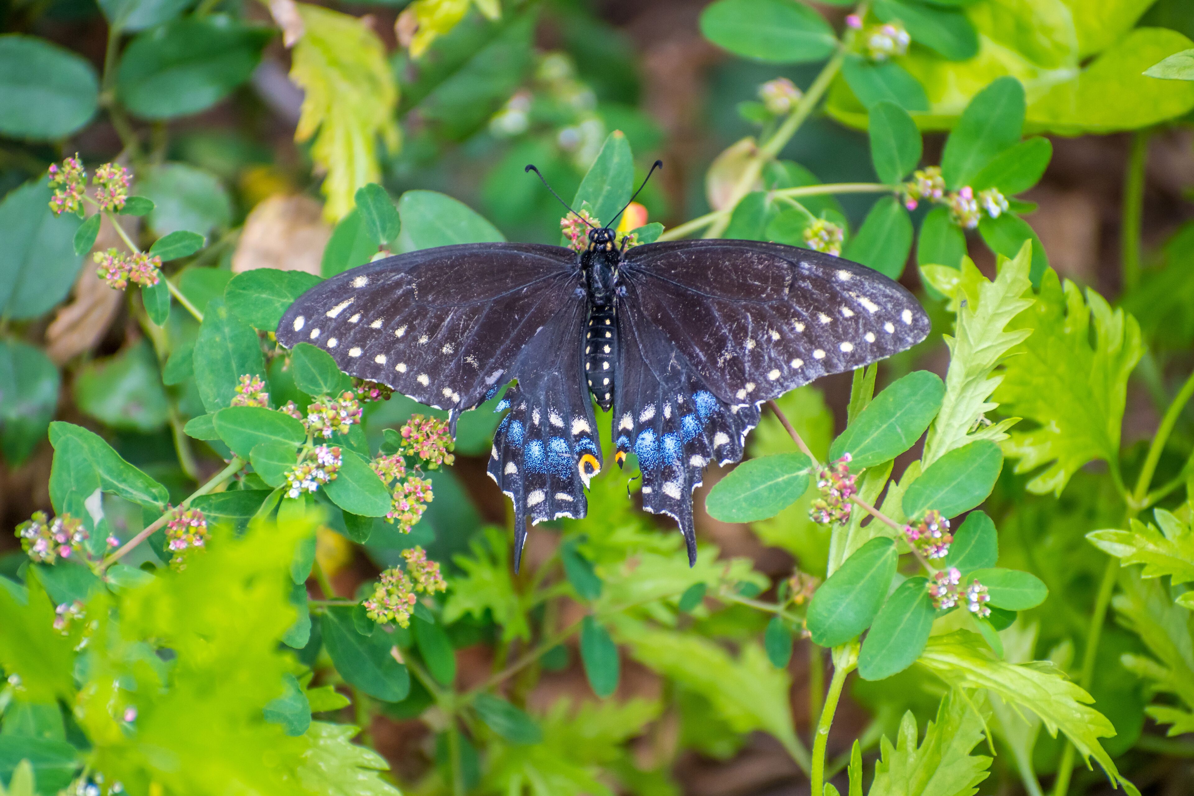 A Spicebush Swallowtail in Rio Grande Valley State Park, Texas