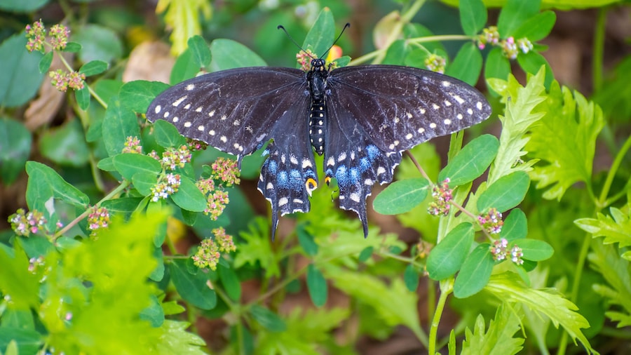 A Spicebush Swallowtail in Rio Grande Valley State Park, Texas