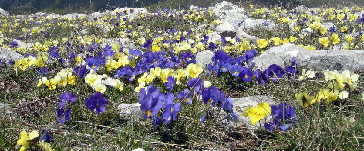 A mountainous landscape with a field of purple and yellow flowers in the foreground and snow-capped peaks in the background.