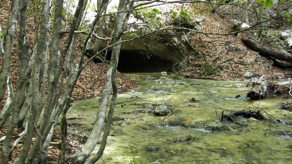 A forest stream with clear water, surrounded by trees and a rocky cave entrance.