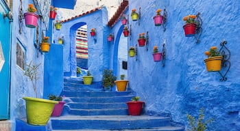 Blue staircase and wall decorated with colourful flowerpots, Chefchaouen medina in Morocco.