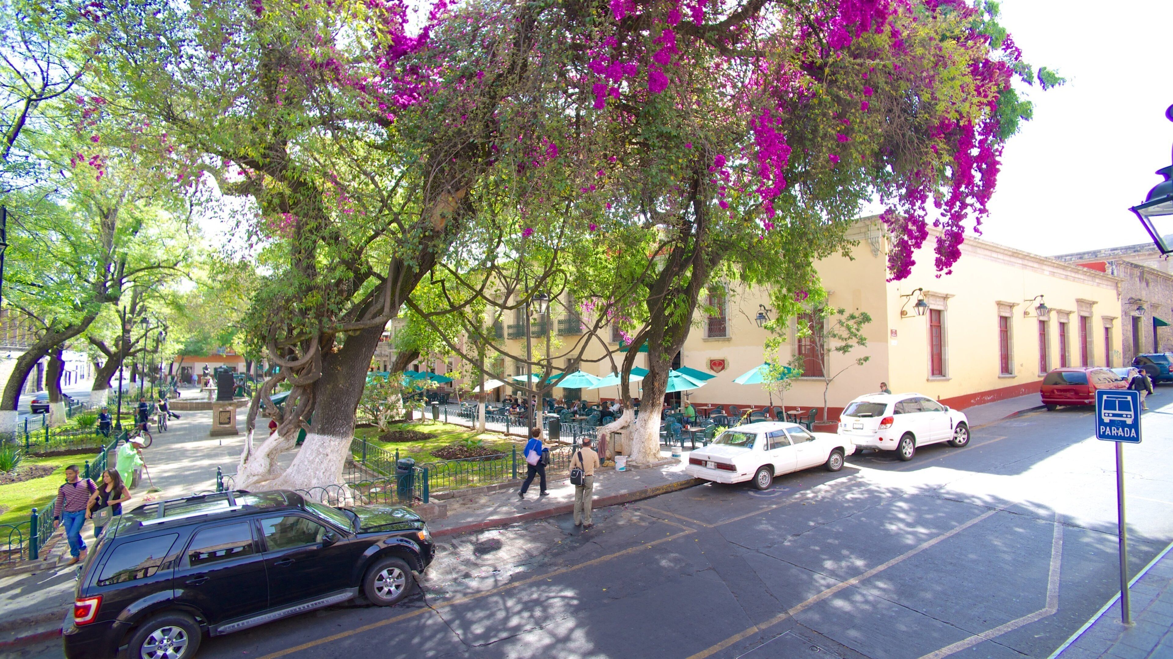 Rose Garden showing a city, street scenes and flowers