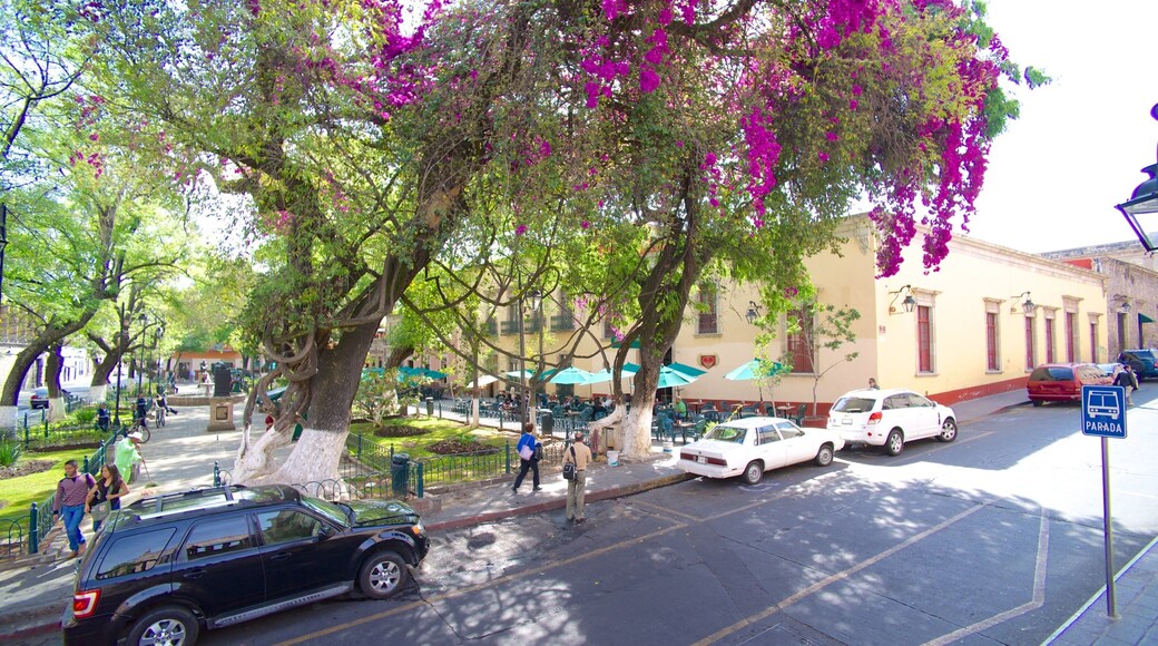 Rose Garden showing a city, street scenes and flowers