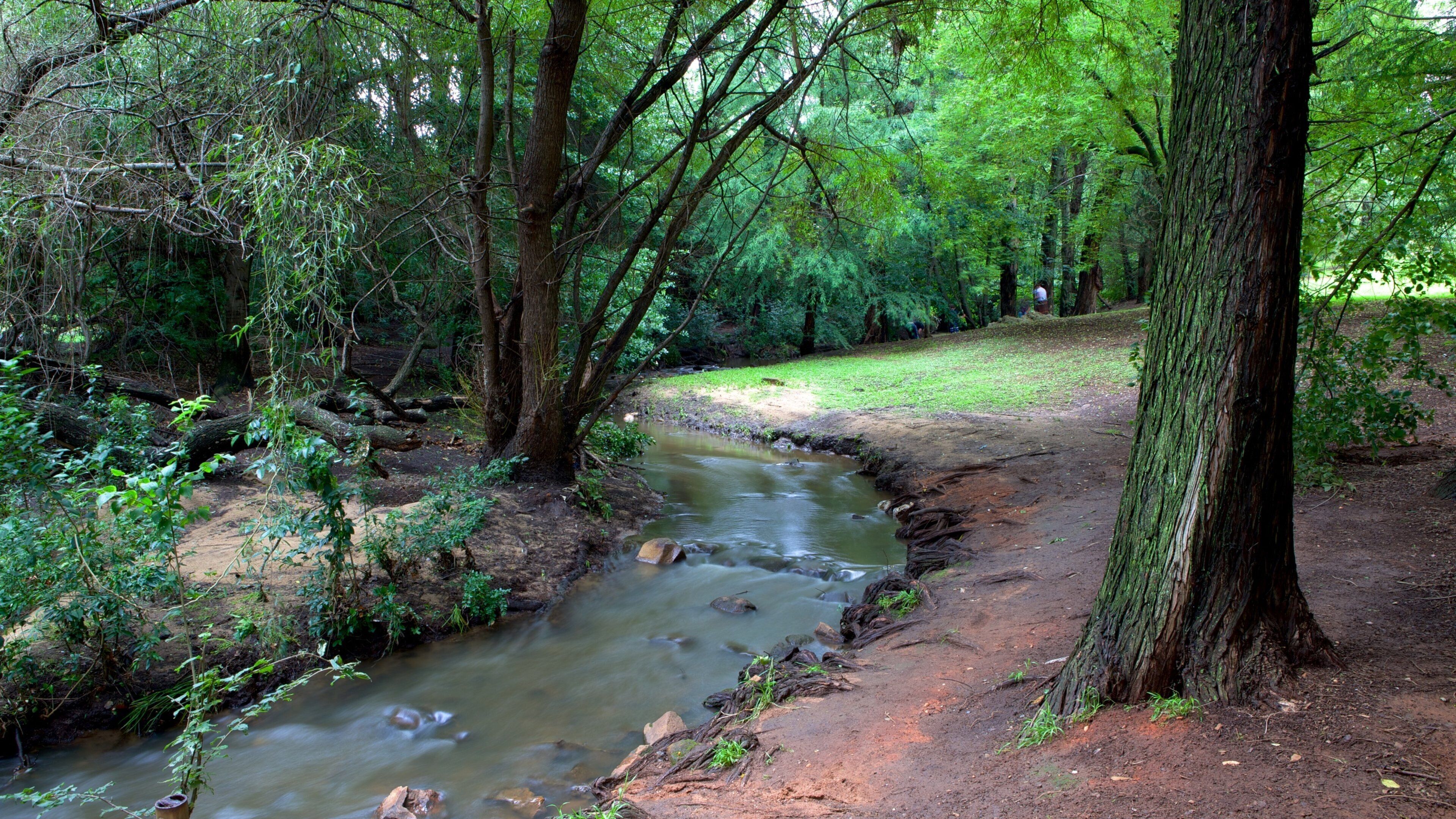 Jardín botánico de Johannesburgo ofreciendo un río o arroyo, imágenes de bosques y jardín