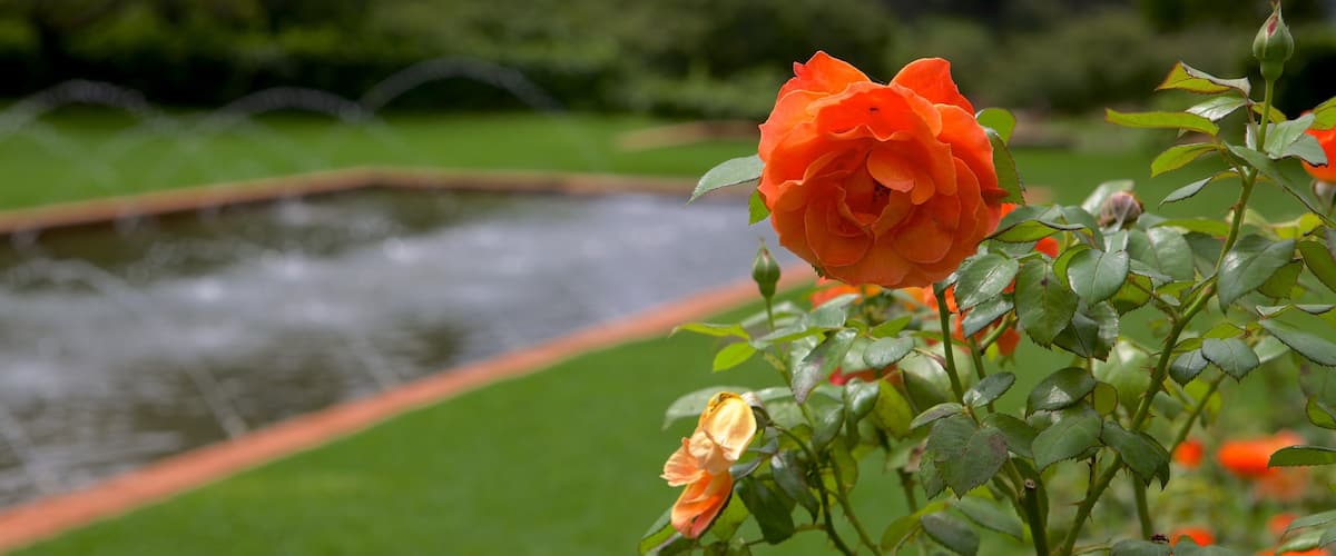 สวนพฤกษศาสตร์โจฮันเนสเบิร์ก แสดง ดอกไม้ และ สวน