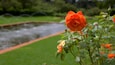 Johannesburg botaniske hage som viser blomster og park