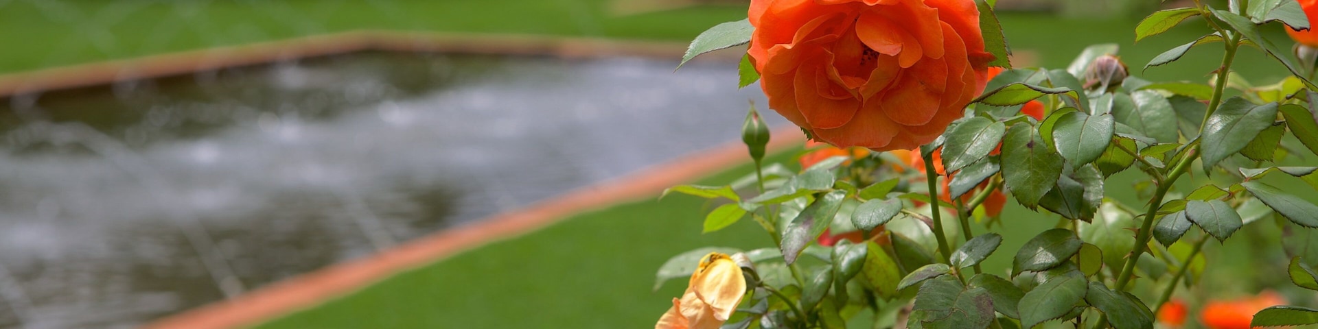 Johannesburg Botanical Garden which includes a garden and flowers