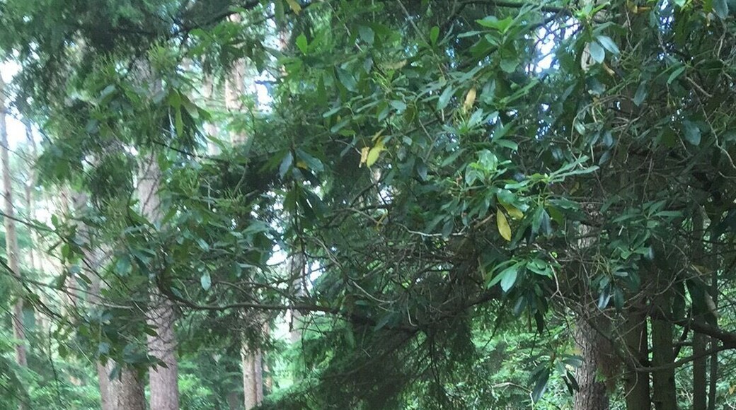 Forests are another favourite of mine. A cycle ride through the winding paths and trees.
