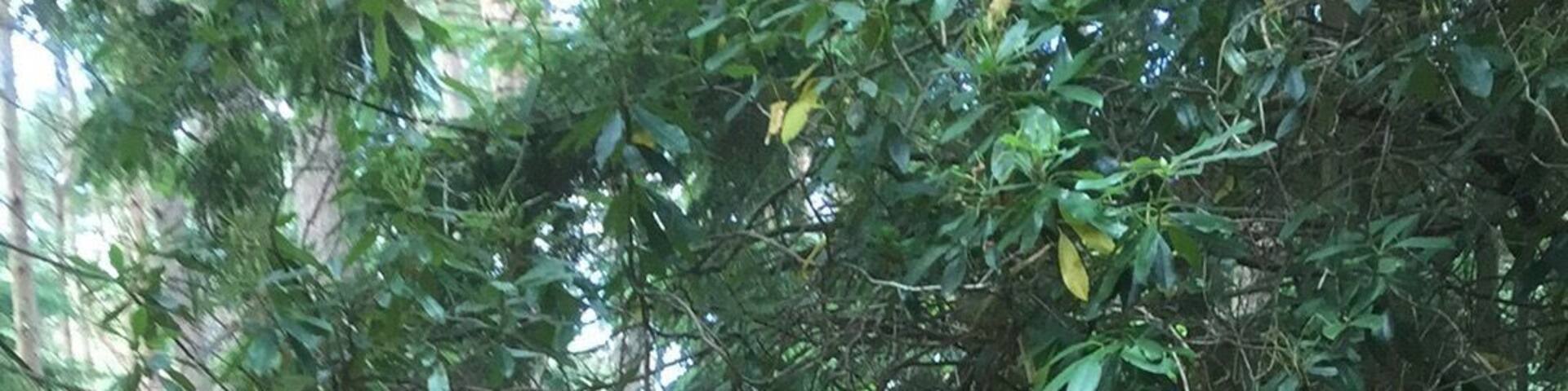 Forests are another favourite of mine. A cycle ride through the winding paths and trees.