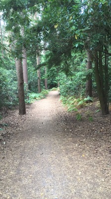 Forests are another favourite of mine. A cycle ride through the winding paths and trees.