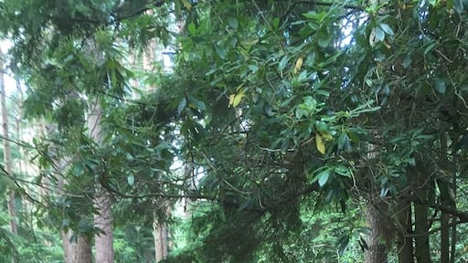 Forests are another favourite of mine. A cycle ride through the winding paths and trees.