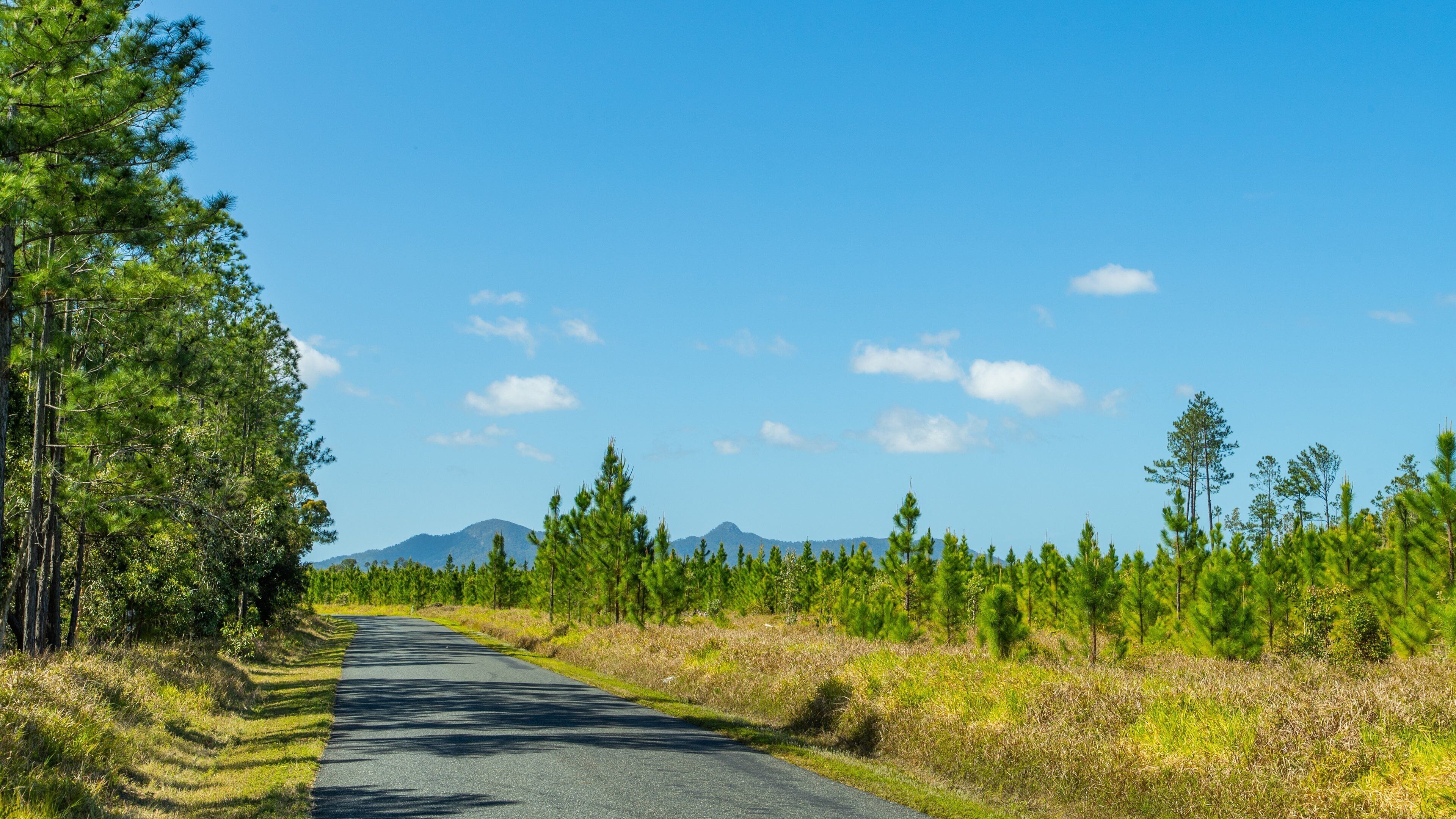 Carretera bordeada por pinos y una cadena montañosa bajo un cielo azul despejado.