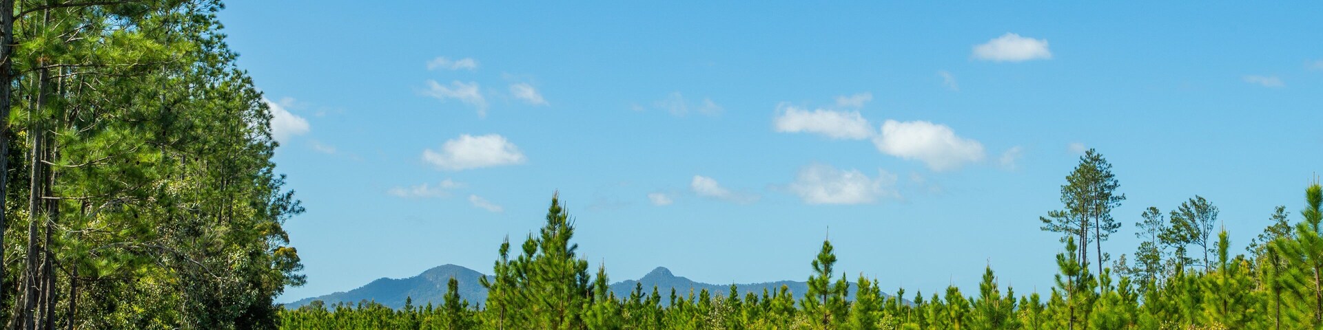 Carretera bordeada por pinos y una cadena montañosa bajo un cielo azul despejado.