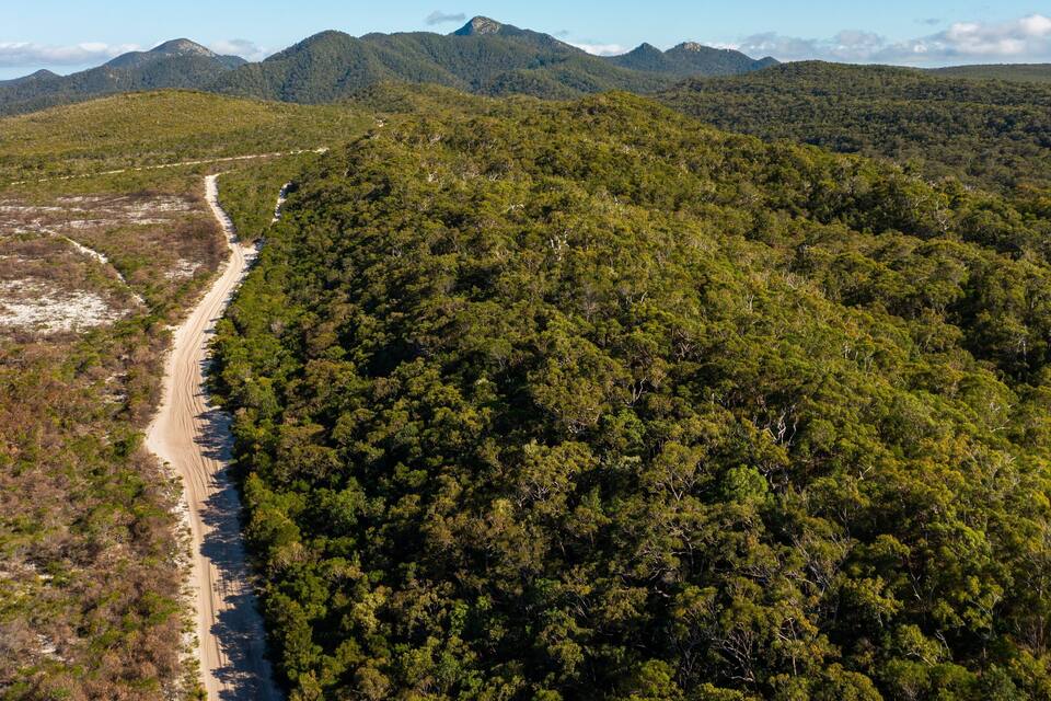 A dirt road winding through a dense forest with mountains in the background.