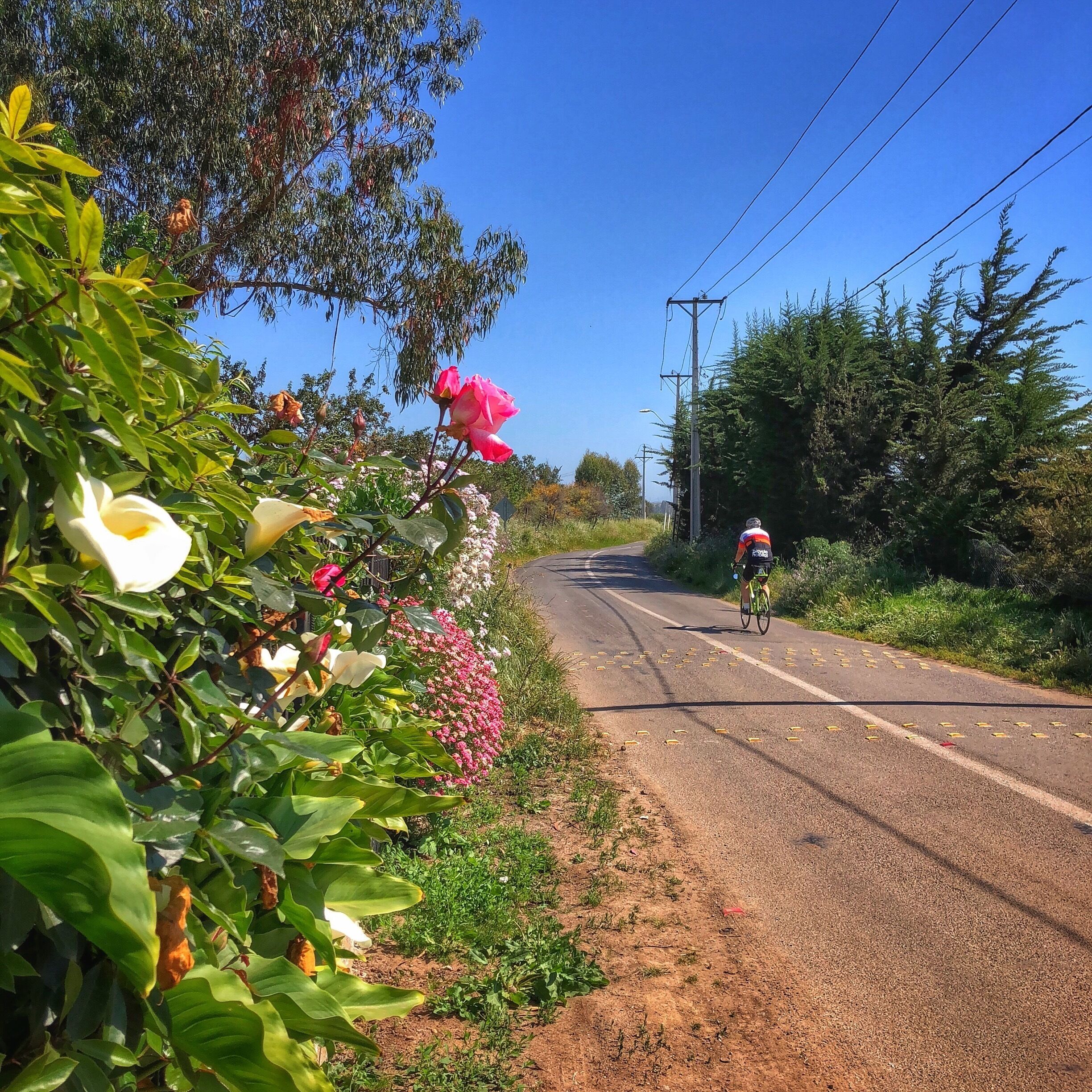 If you’re interested in cycling thru Central Chile, is recommend going in early spring. The fields of flowers blanketing the countryside are extraordinary!!!