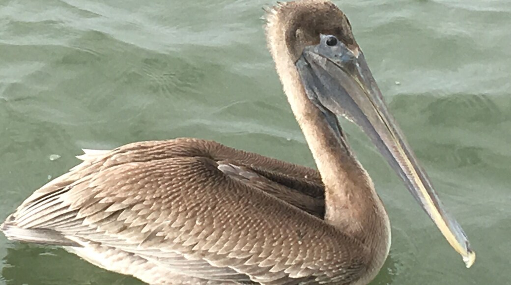 We were out for a glorious day of inshore fishing, when were visited by a curious, and hungry, brown pelican on the Ossabow Sound,GA.!!