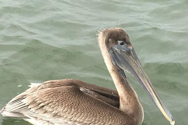 We were out for a glorious day of inshore fishing, when were visited by a curious, and hungry, brown pelican on the Ossabow Sound,GA.!!