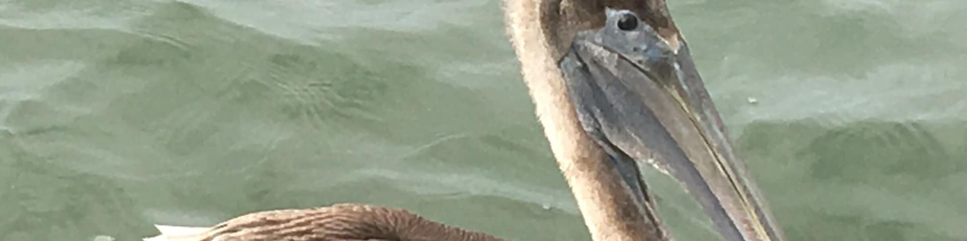 We were out for a glorious day of inshore fishing, when were visited by a curious, and hungry, brown pelican on the Ossabow Sound,GA.!!