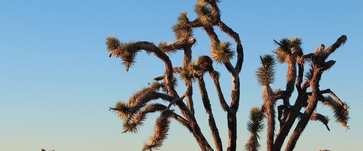 Mojave National Preserve
#NationalPark
#goldenhour