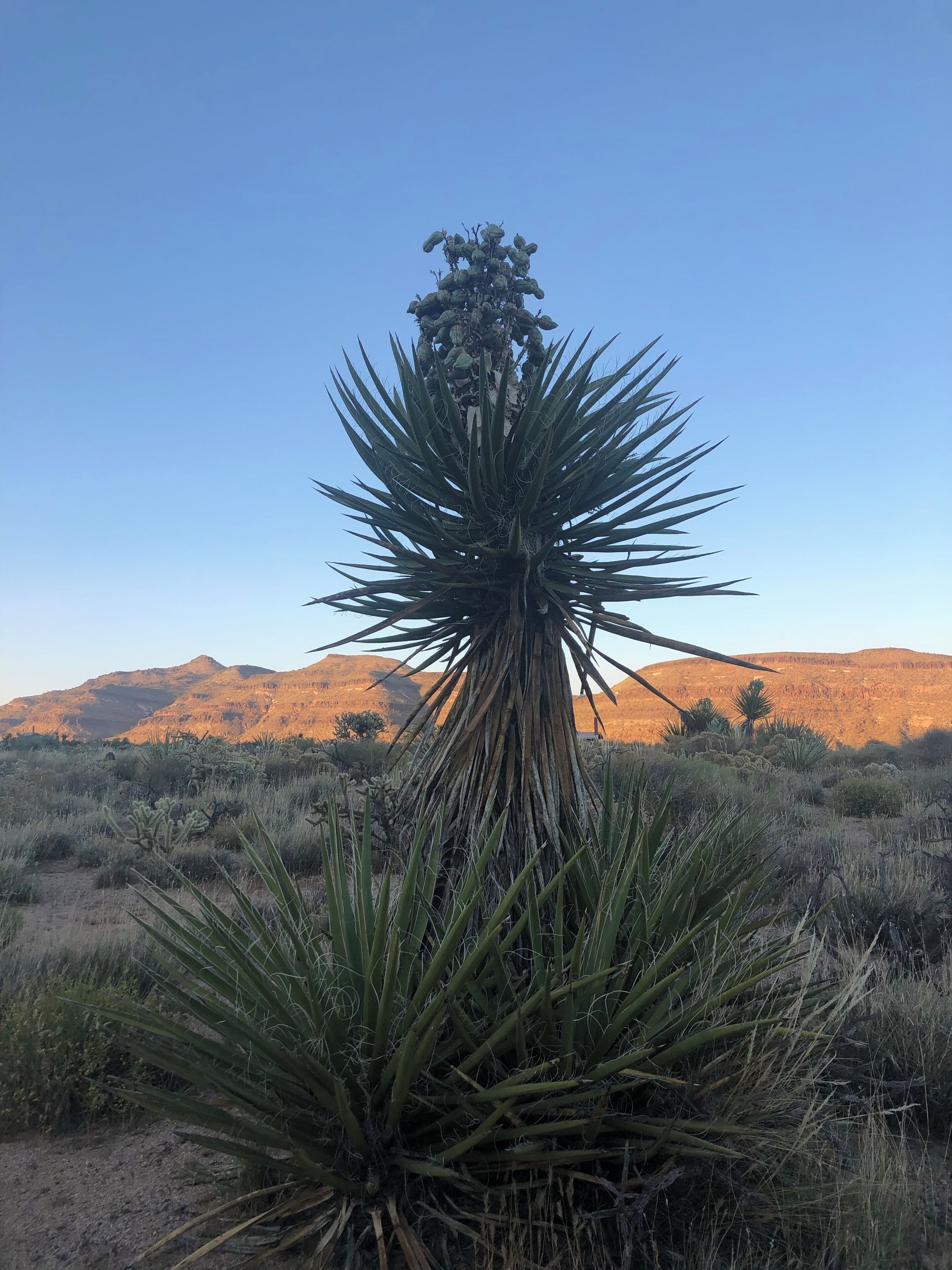 So many different cacti to see in the Mojave Desert!  Stunning landscape!