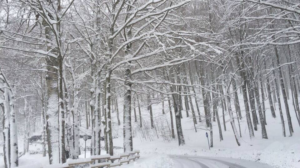 A snow-covered forest road with wooden benches and leafless trees.