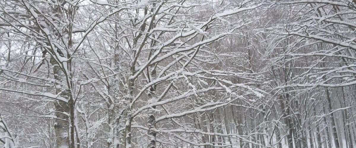 A snow-covered forest road with wooden benches and leafless trees.
