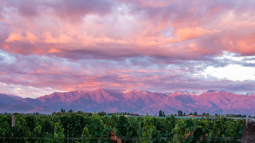 Vinyard in Medoza, Argentina