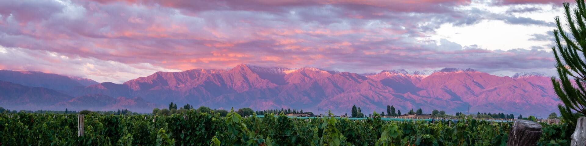 Vinyard in Medoza, Argentina