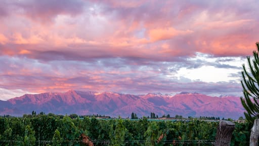 Vinyard in Medoza, Argentina