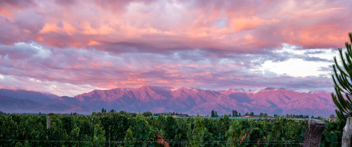 A vineyard with mountains in the background.