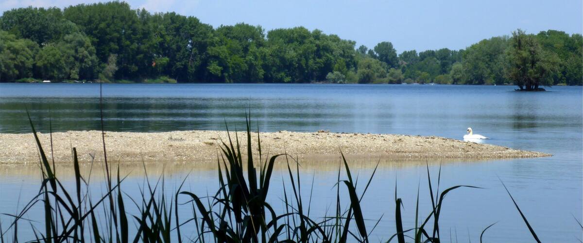 A calm lake with a sandy shore and a swan on the right. Dense trees line the background.