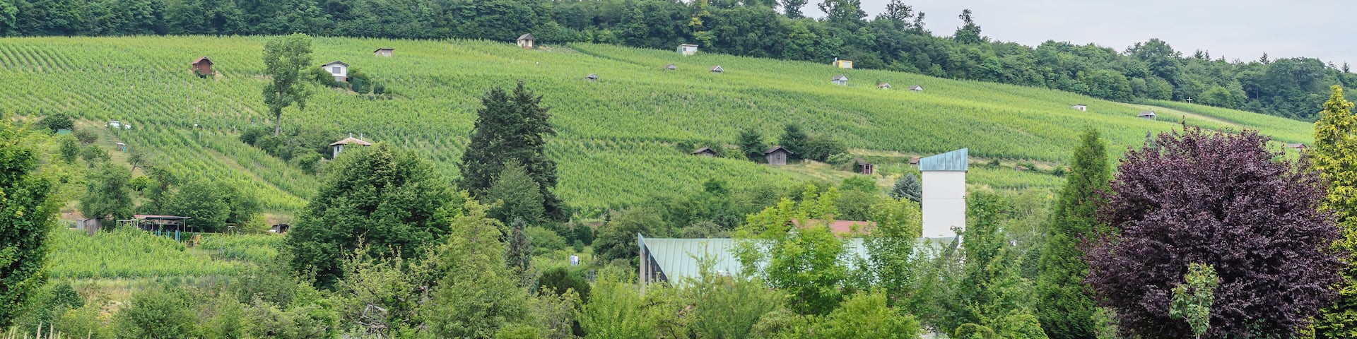 Vineyards and cemetery in Weingarten (Baden)