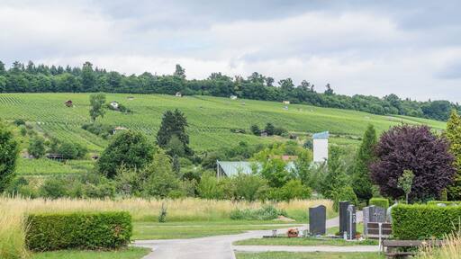 Vineyards and cemetery in Weingarten (Baden)