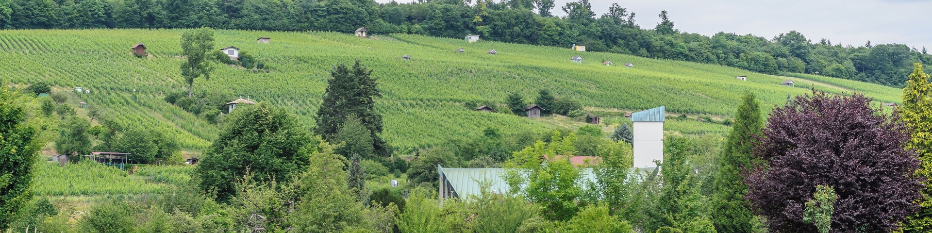 Vineyards and cemetery in Weingarten (Baden)
