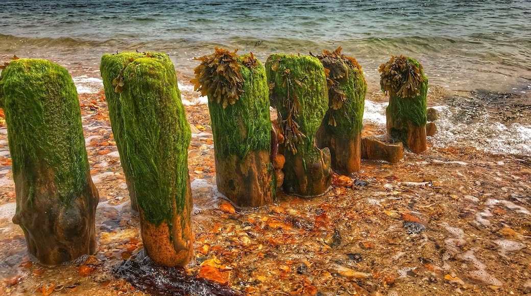 Lepe preparations D-day 1944 - iPhone 7 Plus