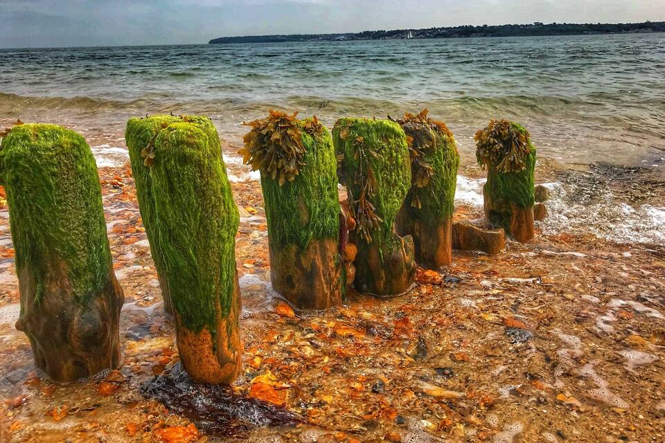 Una costa rocosa con postes cubiertos de musgo y un velero distante en el agua.
