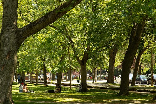 Plateau Mont Royal featuring a park