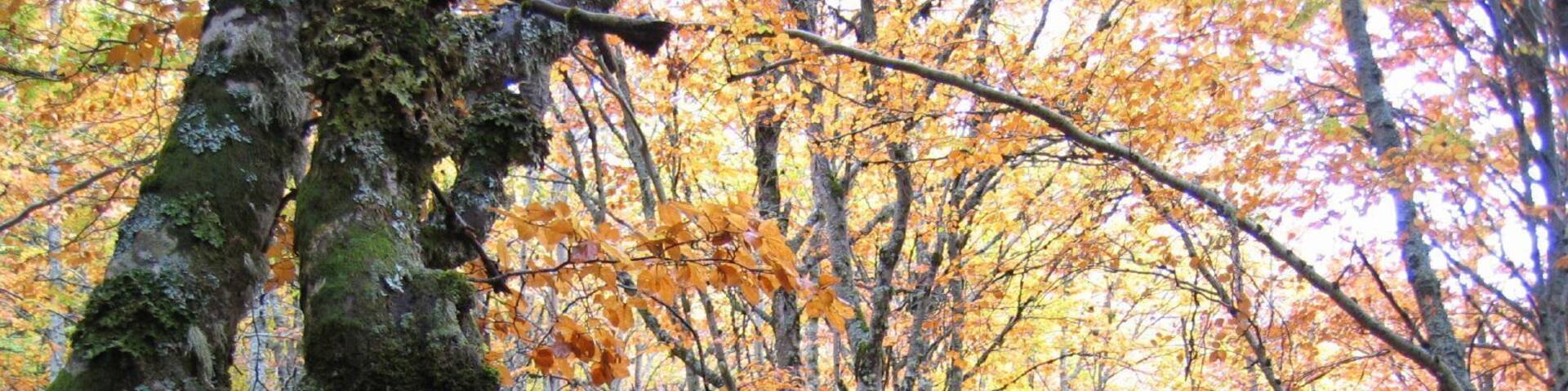 Hayedo de la Pedrosa, Segovia