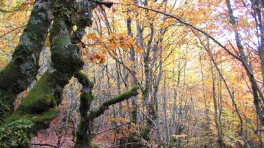 A forest with moss-covered trees and autumn leaves.