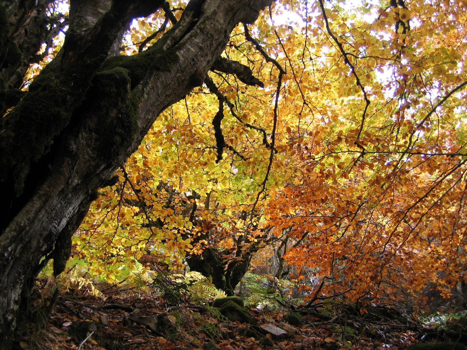 Hayedo de la Pedrosa, Segovia