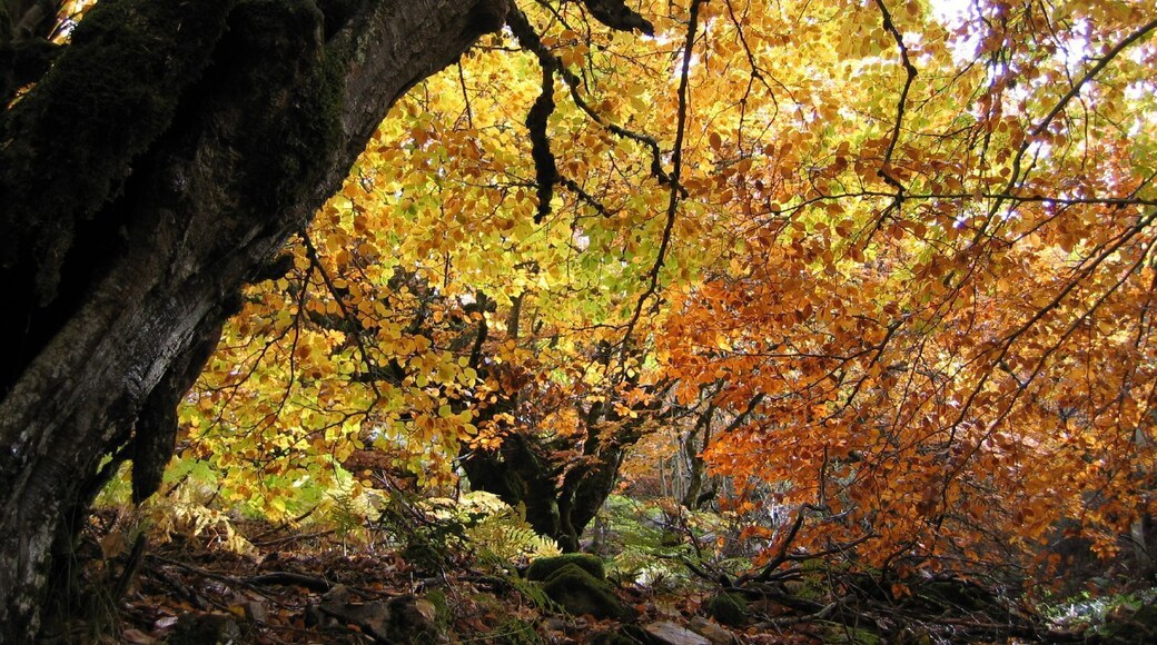Hayedo de la Pedrosa, Segovia