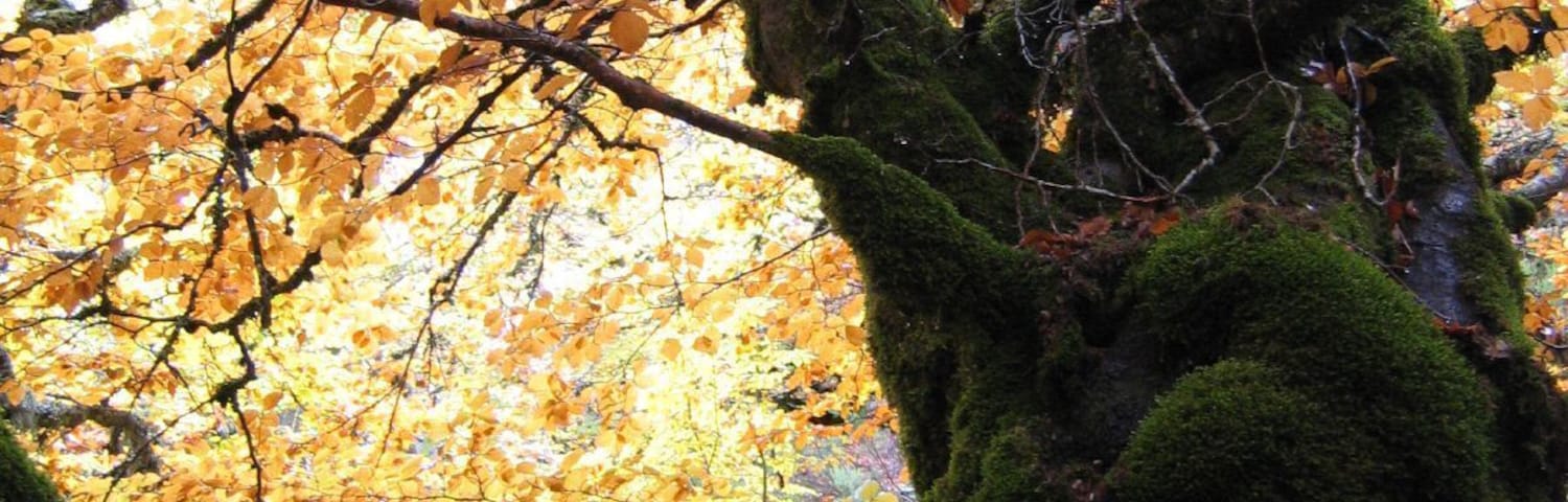 Hayedo de la Pedrosa, Segovia