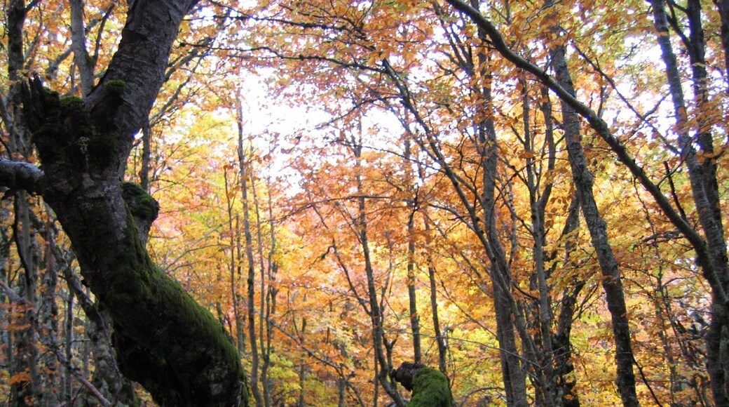 Hayedo de la Pedrosa, Segovia