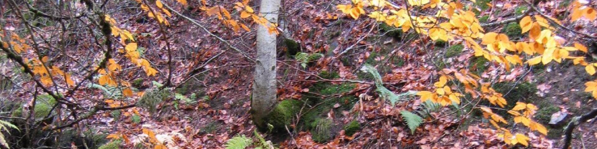 A forest stream with rocks and ferns, surrounded by autumn leaves.